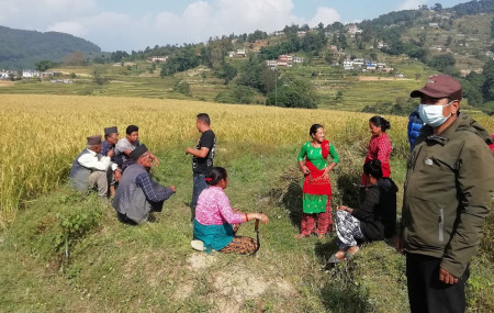 चाँगुनारायण नगरपालिका–६ तौथलीका किसान आफ्नो खेतमा नपोसाएको धान हेर्दै। तस्बिरः सुनिता सिटौला/सेतोपाटी